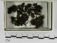 登錄號:F0021465藏品圖，第1張