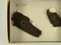 登錄號:F0021468藏品圖，第3張