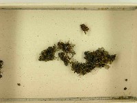 登錄號:F0021470藏品圖，第3張