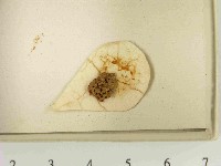 登錄號:F0021478藏品圖，第3張