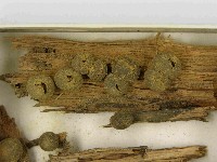 登錄號:F0021479藏品圖，第3張