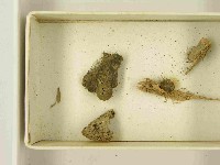 登錄號:F0021480藏品圖，第3張