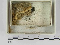登錄號:F0021482藏品圖，第1張