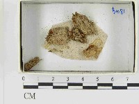 登錄號:F0021496藏品圖，第1張