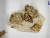 登錄號:F0021496藏品圖，第3張