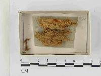 登錄號:F0021498藏品圖，第1張