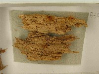 登錄號:F0021498藏品圖，第3張