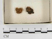 登錄號:F0021500藏品圖，第1張