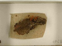 登錄號:F0021503藏品圖，第3張