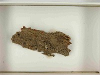 登錄號:F0021505藏品圖，第3張