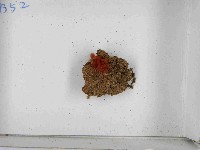 登錄號:F0021506藏品圖，第3張