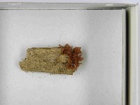 登錄號:F0021508藏品圖，第3張