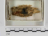 登錄號:F0021511藏品圖，第1張