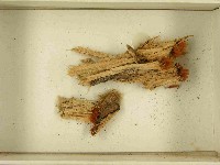 登錄號:F0021512藏品圖，第3張