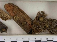 登錄號:F0021513藏品圖，第3張