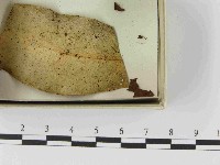 登錄號:F0021519藏品圖，第3張