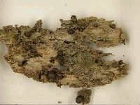 登錄號:F0021520藏品圖，第3張