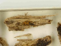 登錄號:F0021522藏品圖，第3張