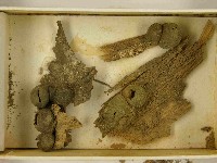 登錄號:F0021523藏品圖，第3張