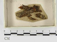 登錄號:F0021524藏品圖，第1張