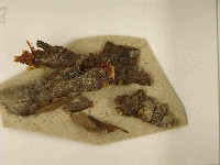 登錄號:F0021524藏品圖，第3張