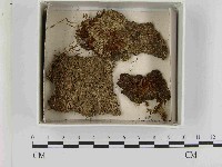 登錄號:F0021526藏品圖，第1張