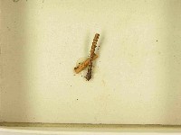 登錄號:F0021527藏品圖，第3張