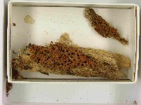 登錄號:F0021532藏品圖，第3張
