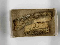 登錄號:F0021533藏品圖，第3張