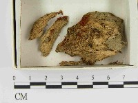 登錄號:F0021535藏品圖，第1張