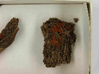 登錄號:F0021537藏品圖，第3張