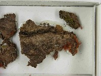 館號:F0021539藏品圖，第3張