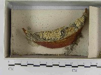 登錄號:F0021541藏品圖，第1張