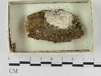 登錄號:F0021545藏品圖，第1張