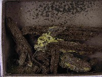 登錄號:F0021546藏品圖，第3張