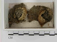 登錄號:F0021547藏品圖，第1張