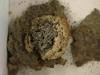 登錄號:F0021547藏品圖，第3張