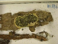 登錄號:F0021548藏品圖，第3張