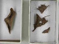 登錄號:F0021552藏品圖，第3張