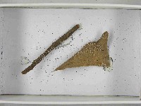 登錄號:F0021552藏品圖，第4張