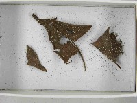 登錄號:F0021552藏品圖，第5張