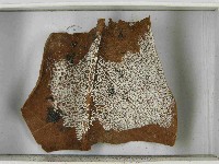 登錄號:F0021553藏品圖，第3張
