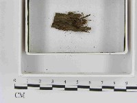 登錄號:F0021554藏品圖，第1張