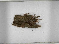 登錄號:F0021554藏品圖，第3張