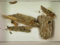 登錄號:F0021558藏品圖，第3張
