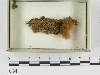 登錄號:F0021559藏品圖，第1張