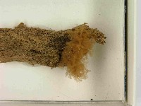 登錄號:F0021559藏品圖，第3張