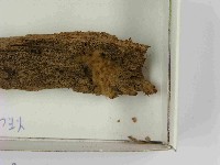 登錄號:F0021560藏品圖，第3張