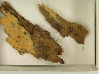 登錄號:F0021563藏品圖，第3張