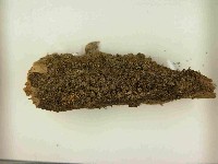 登錄號:F0021567藏品圖，第3張